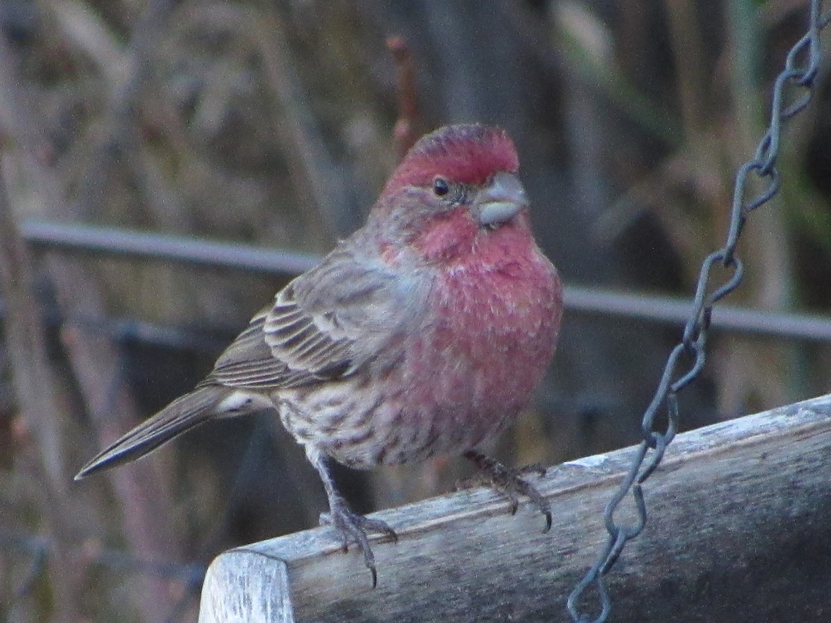 House Finch - ML645038119