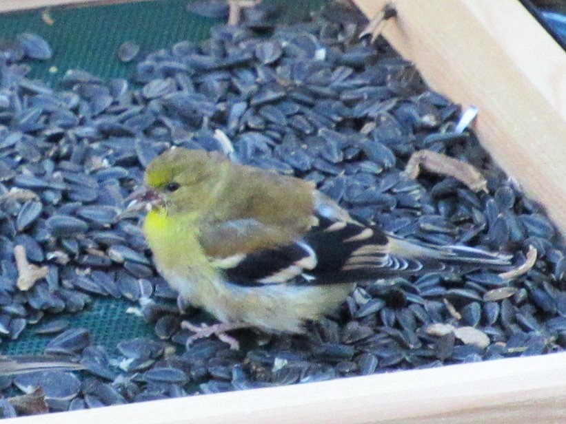 American Goldfinch - ML645038123