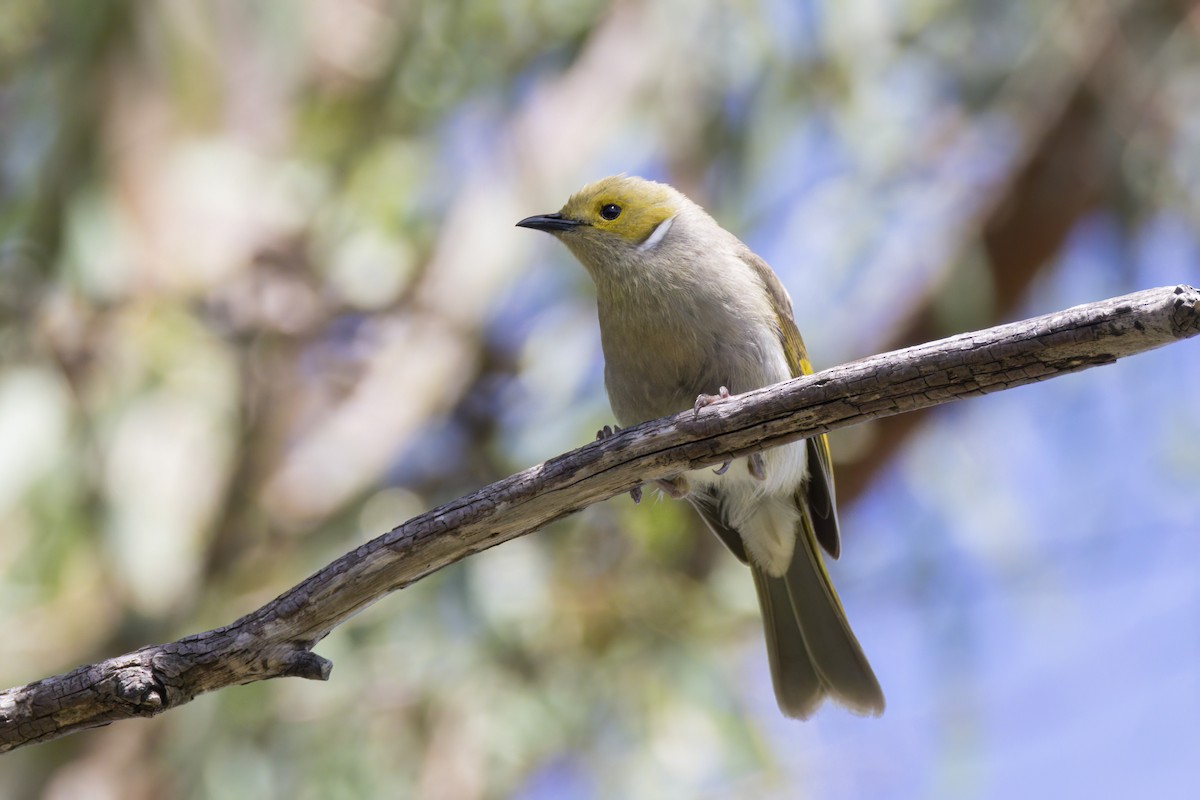 White-plumed Honeyeater - ML645038125