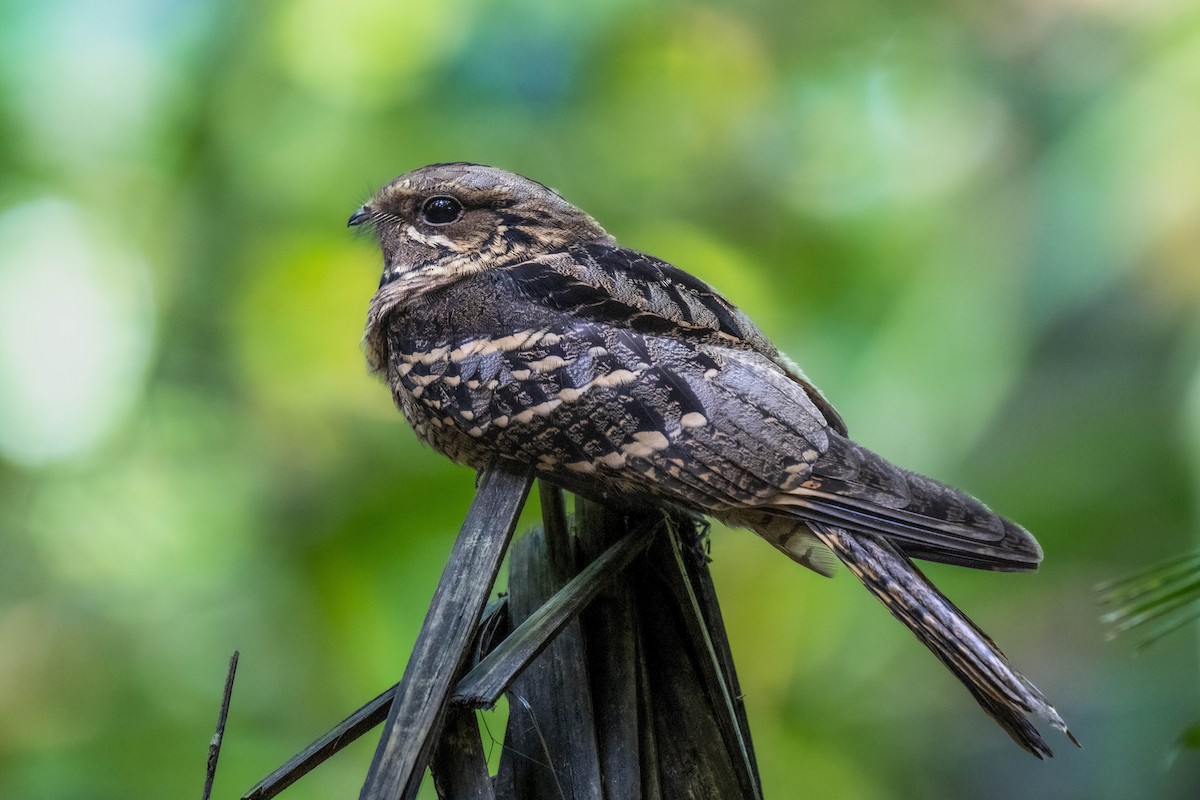 Large-tailed Nightjar - ML645038131