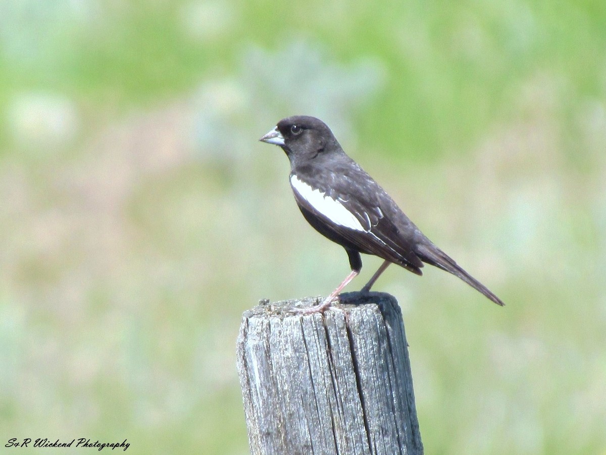 カタジロクロシトド - ML645038149