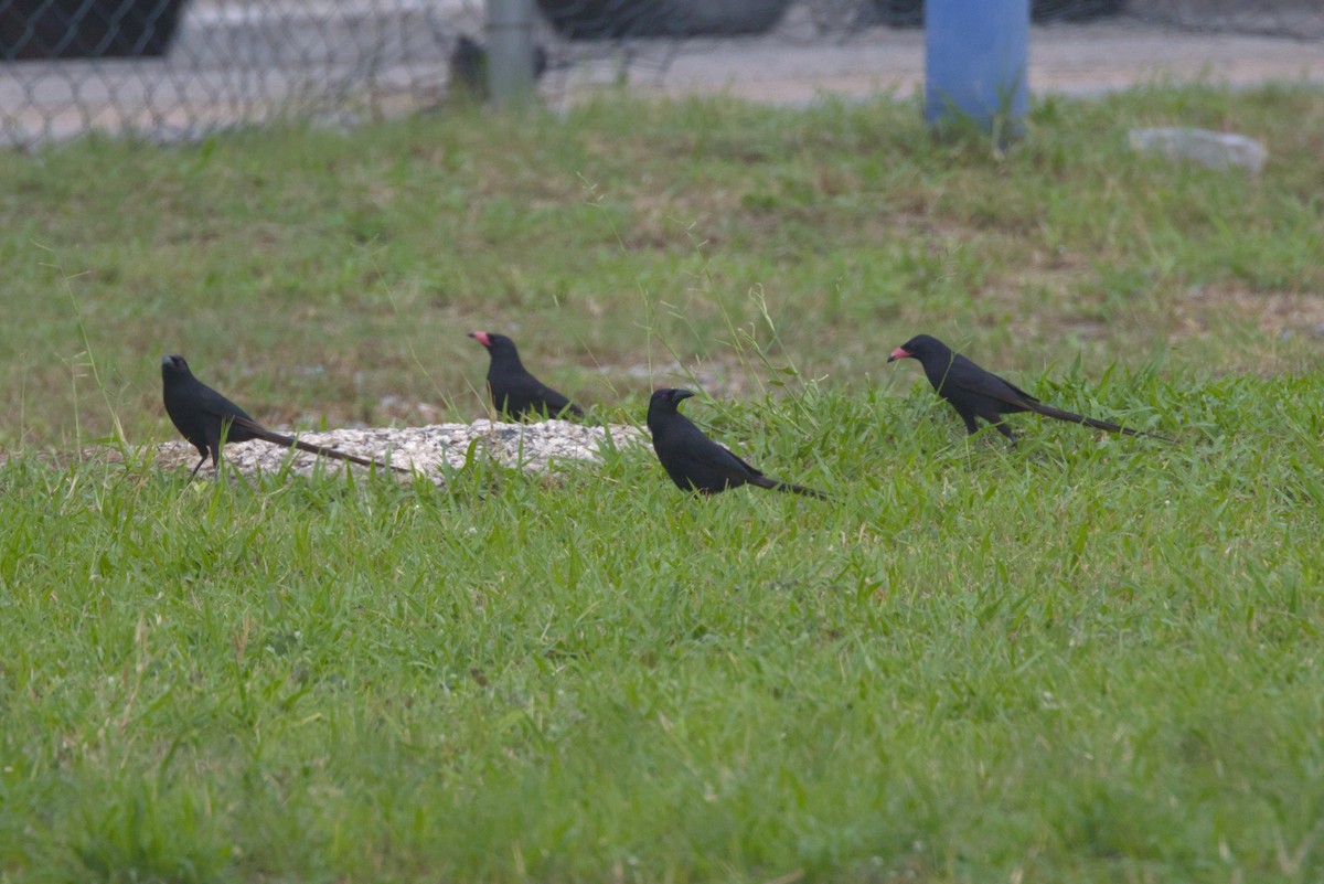 Африканская сорока - ML645038152