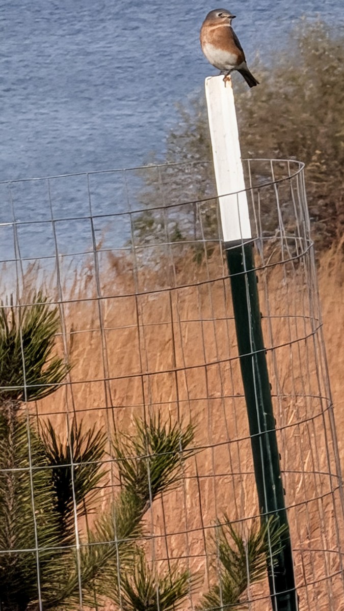 Azulejo Oriental - ML645038155