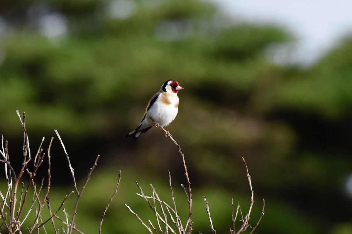 חוחית - ML645038173