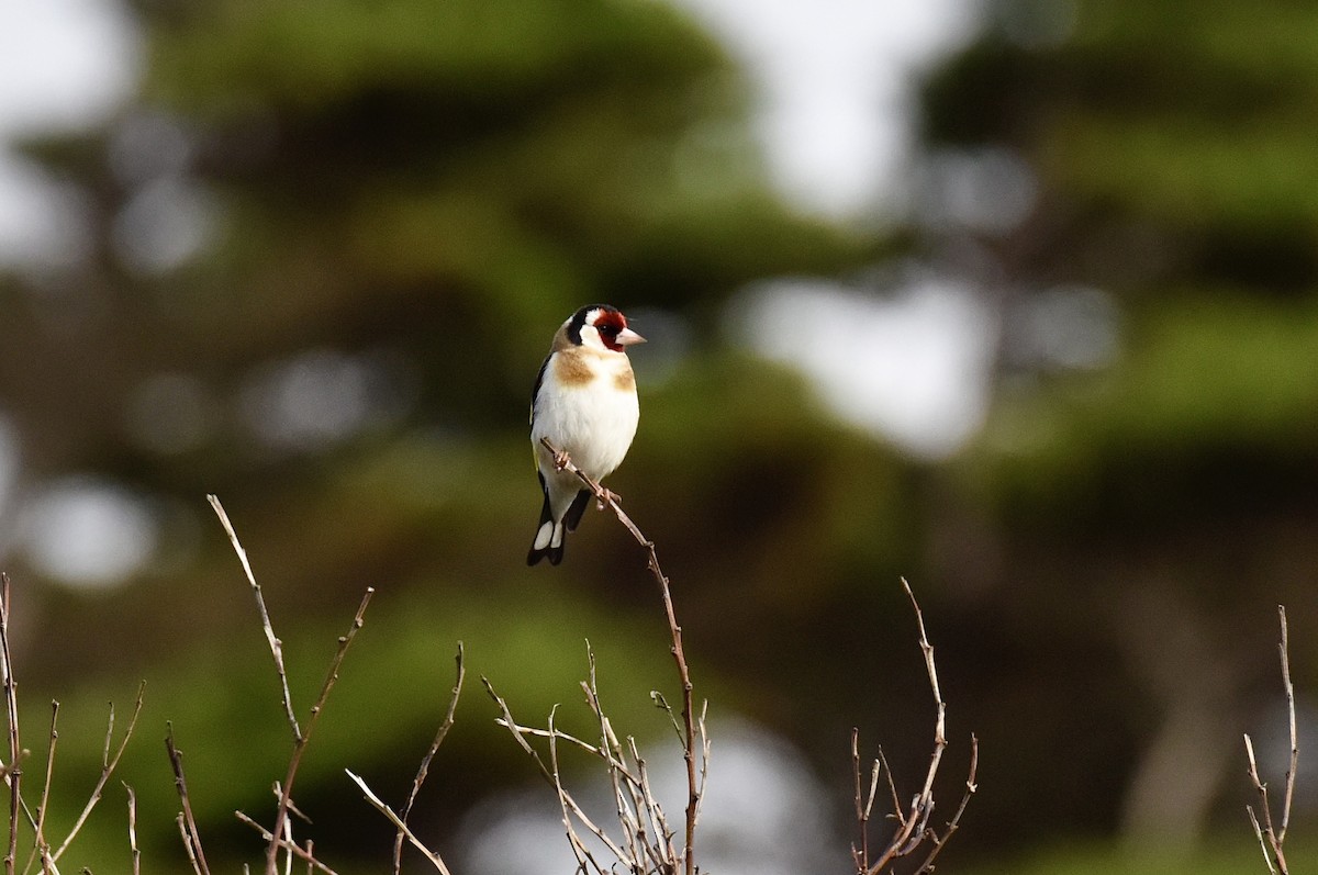 חוחית - ML645038174