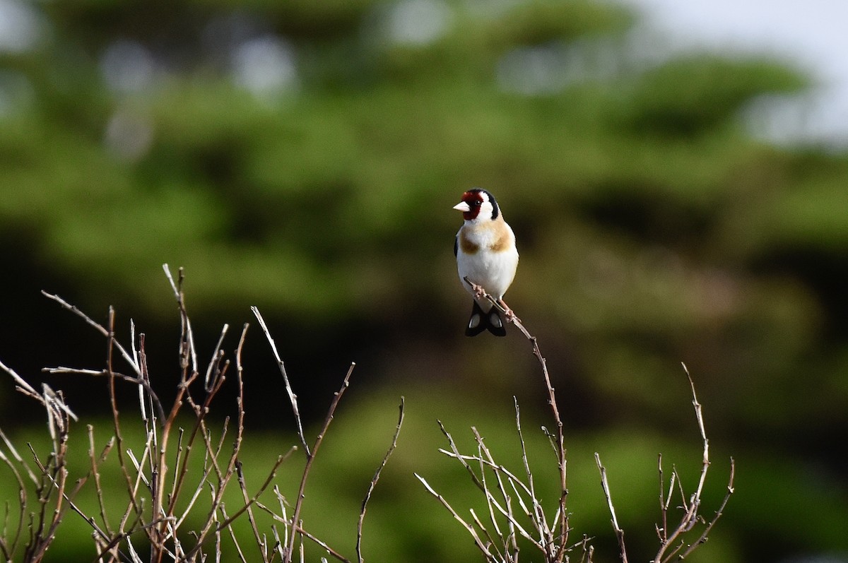 חוחית - ML645038175