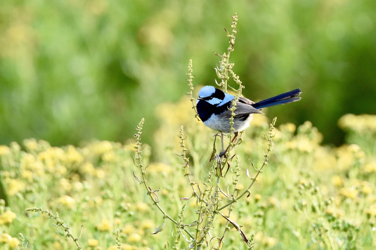 Superb Fairywren - ML645038181