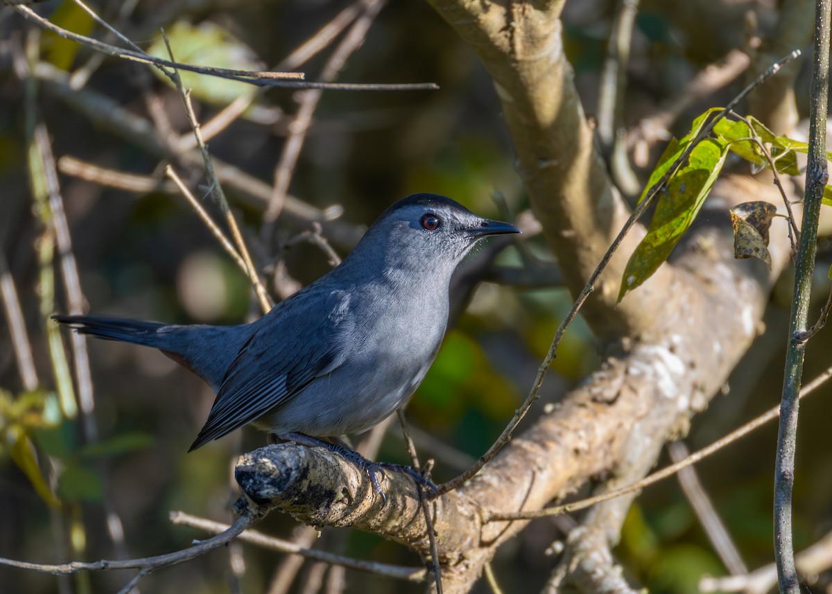 Moqueur chat - ML645038212