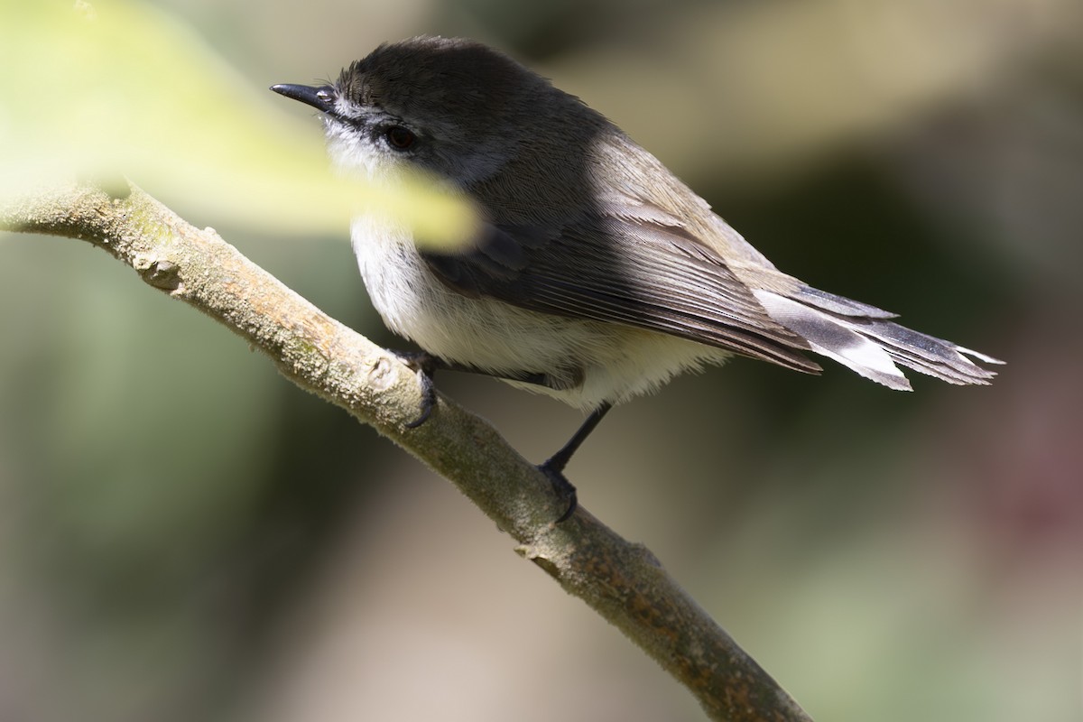 Brown Gerygone - ML645038214