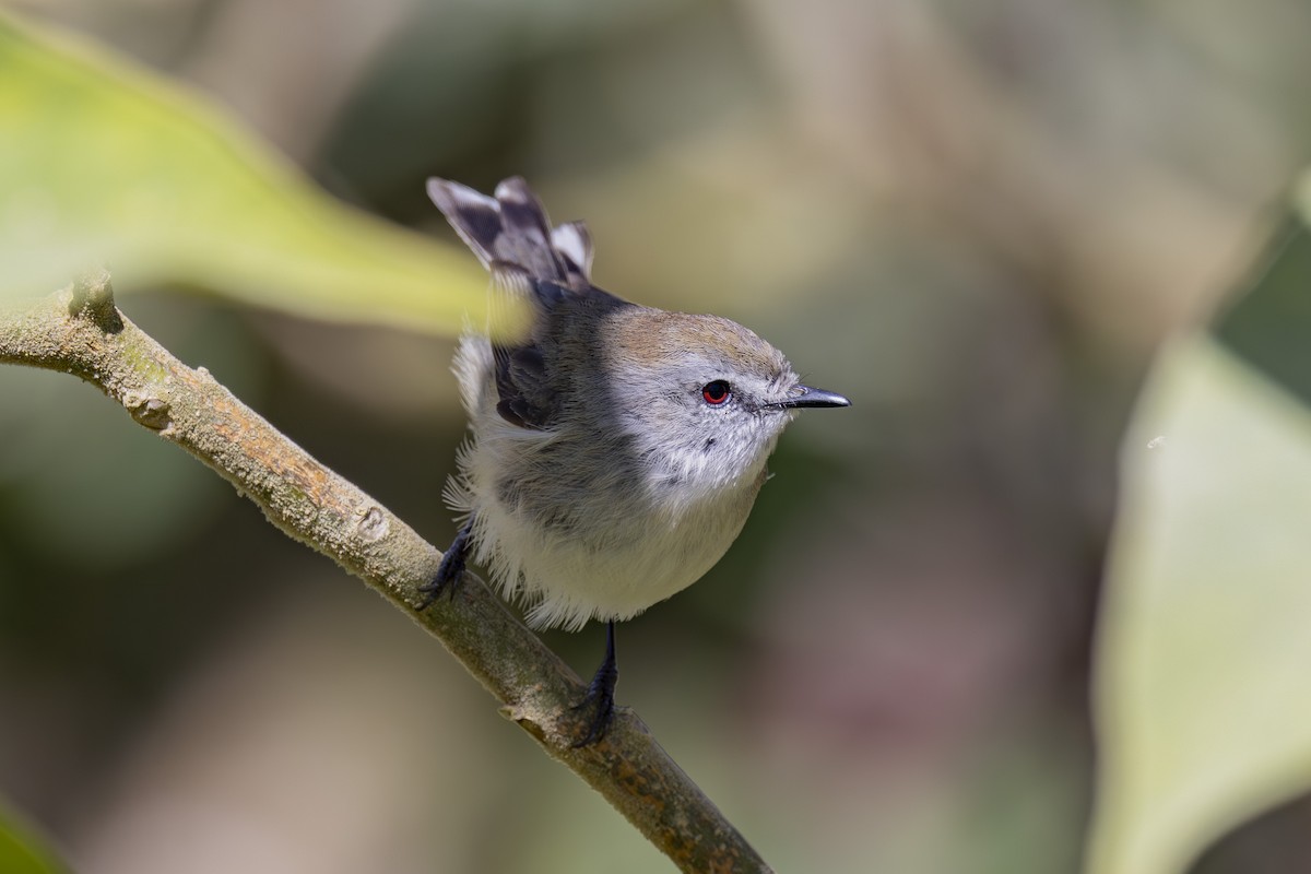 Brown Gerygone - ML645038215