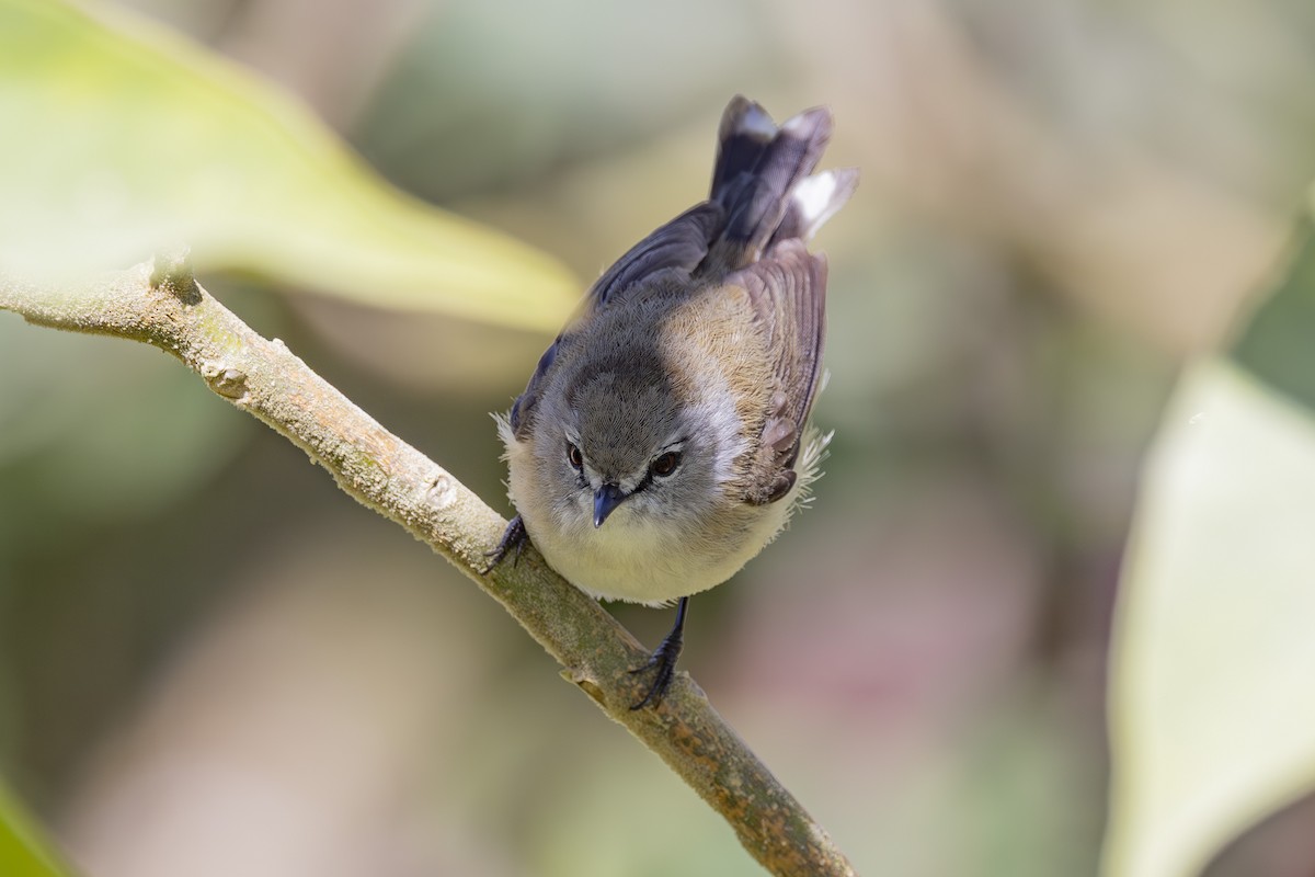 Brown Gerygone - ML645038216