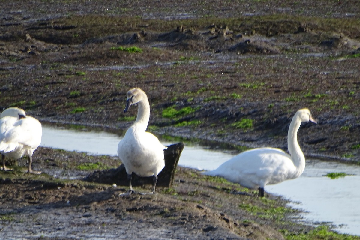 labuť velká - ML645038218