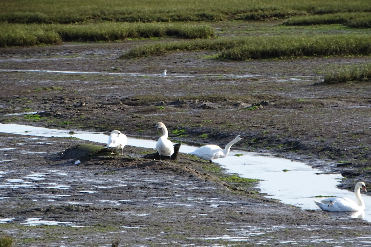 labuť velká - ML645038219