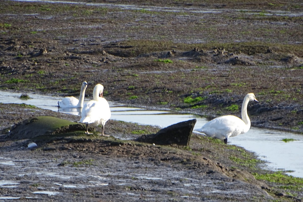 labuť velká - ML645038220