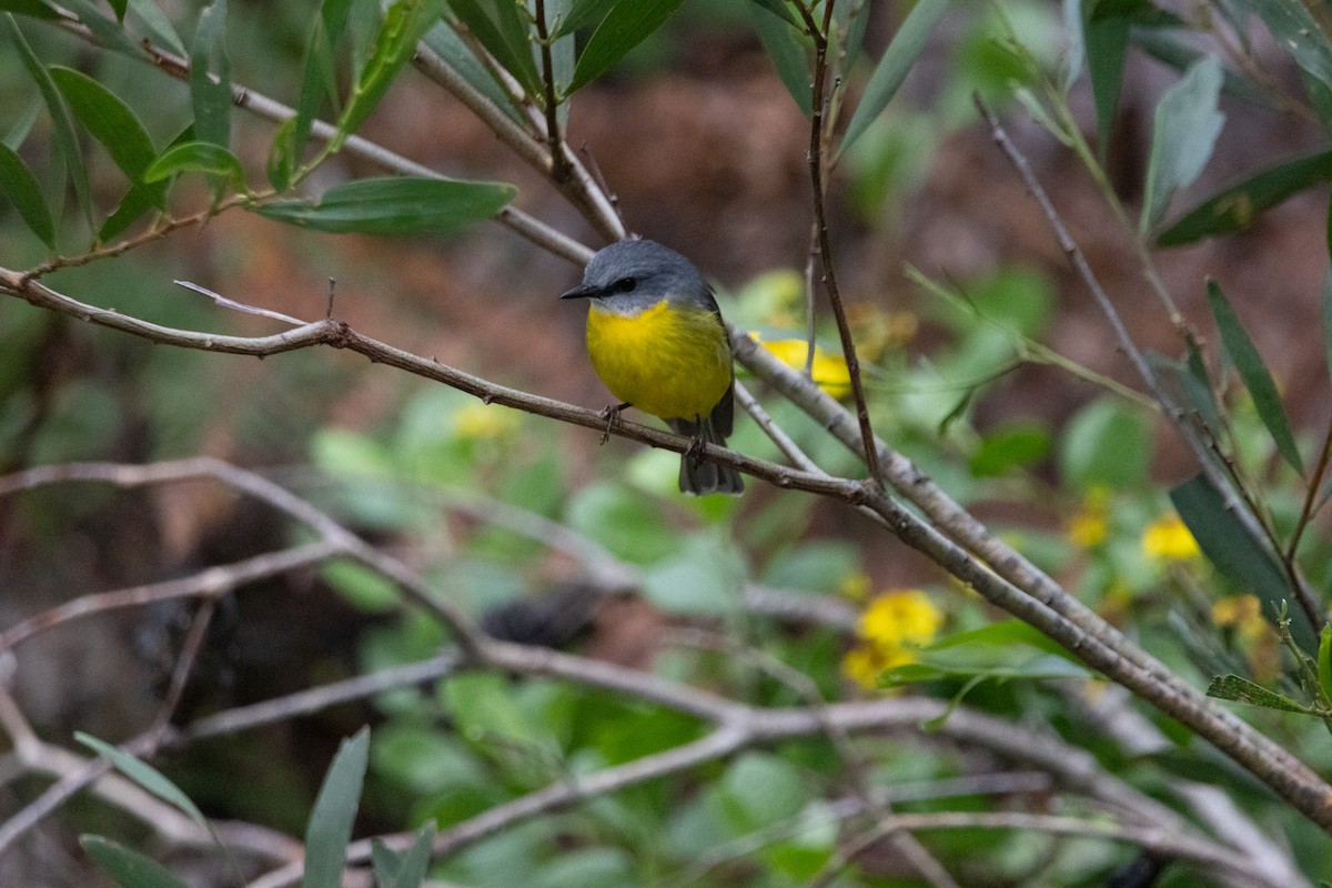 Королець жовтий - ML645038248