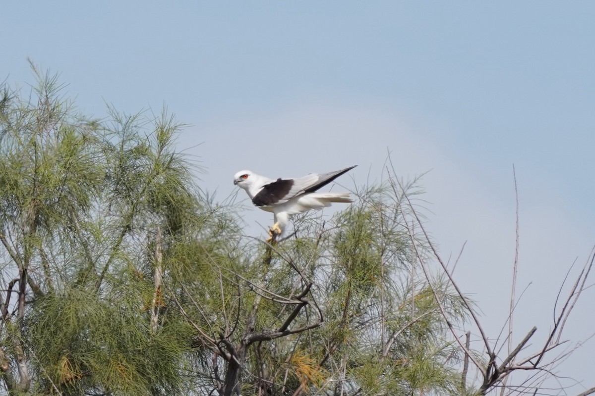 Black-shouldered Kite - ML645038249