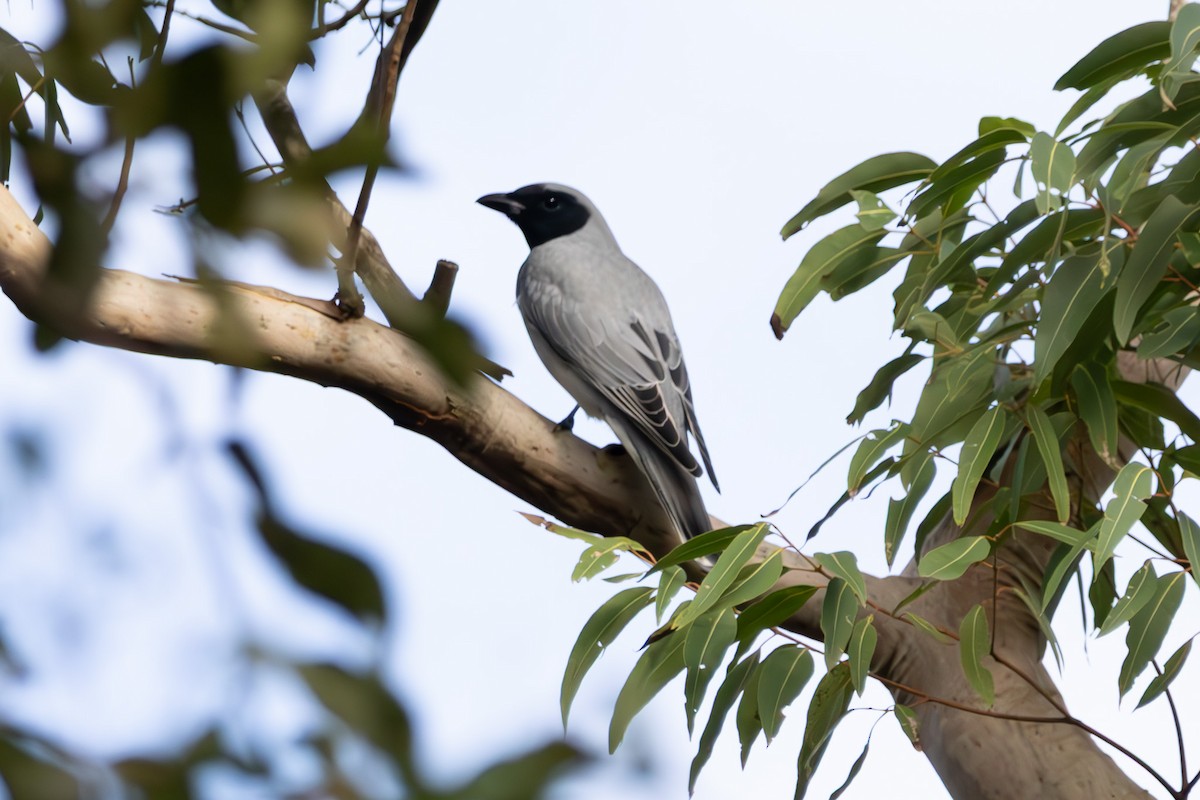 Black-faced Cuckooshrike - ML645038255
