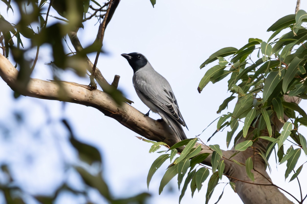 Black-faced Cuckooshrike - ML645038259