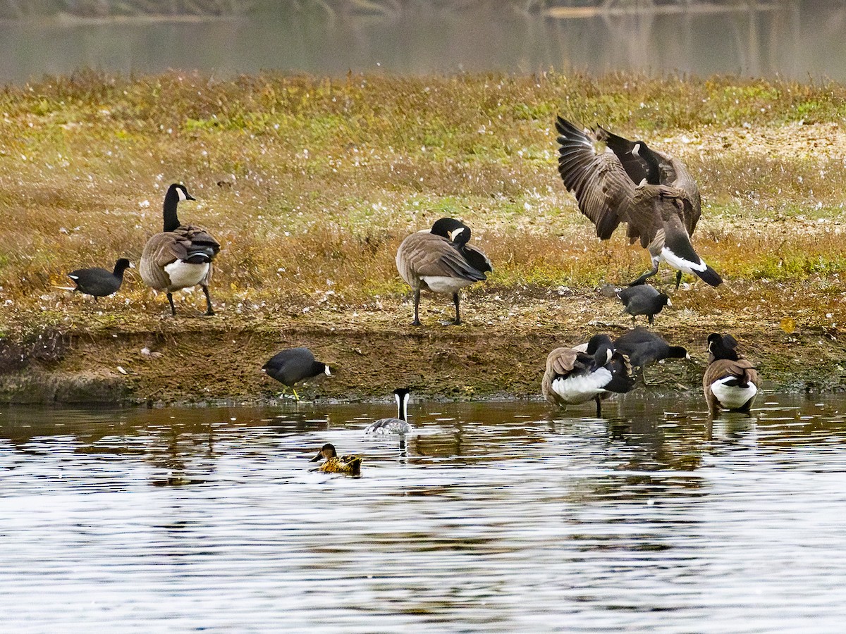 カナダガン - ML645038267