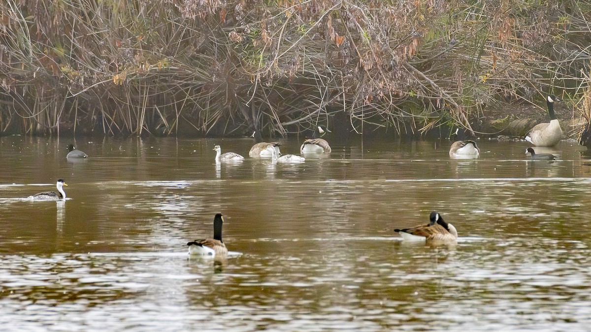 カナダガン - ML645038268