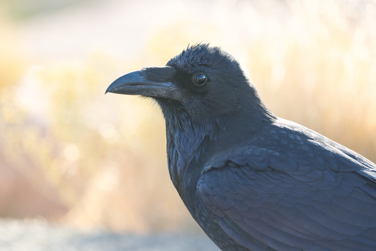 Cuervo Grande - ML645038276