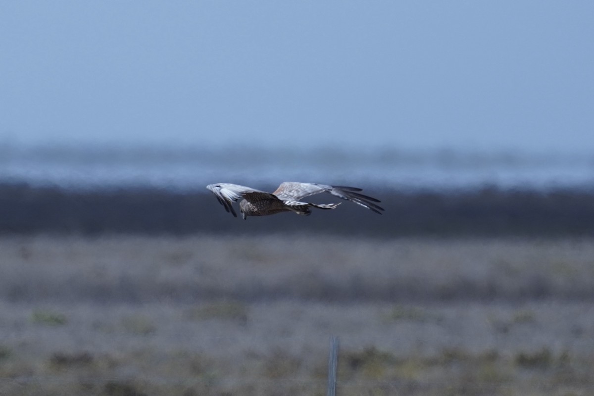 Spotted Harrier - ML645038283