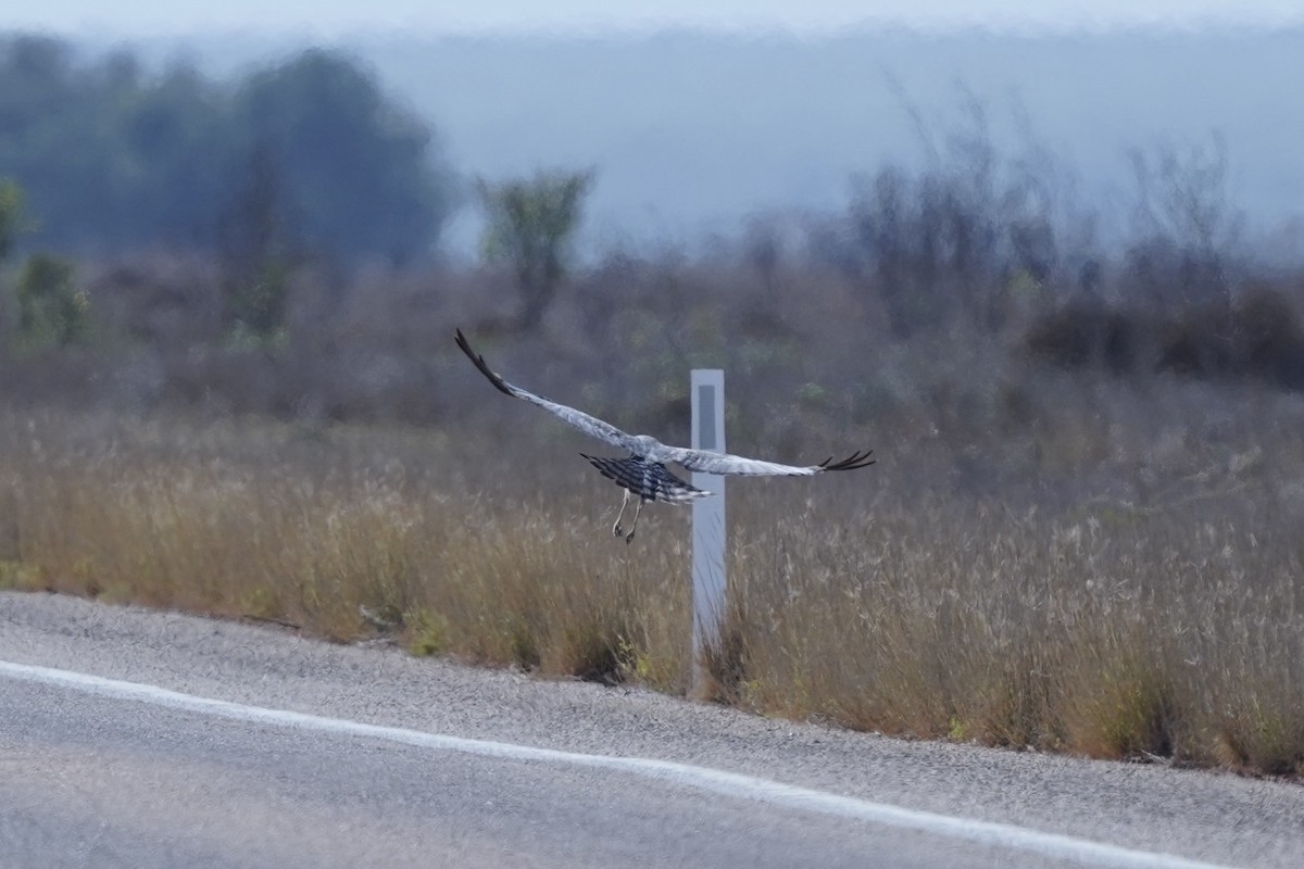 Spotted Harrier - ML645038284