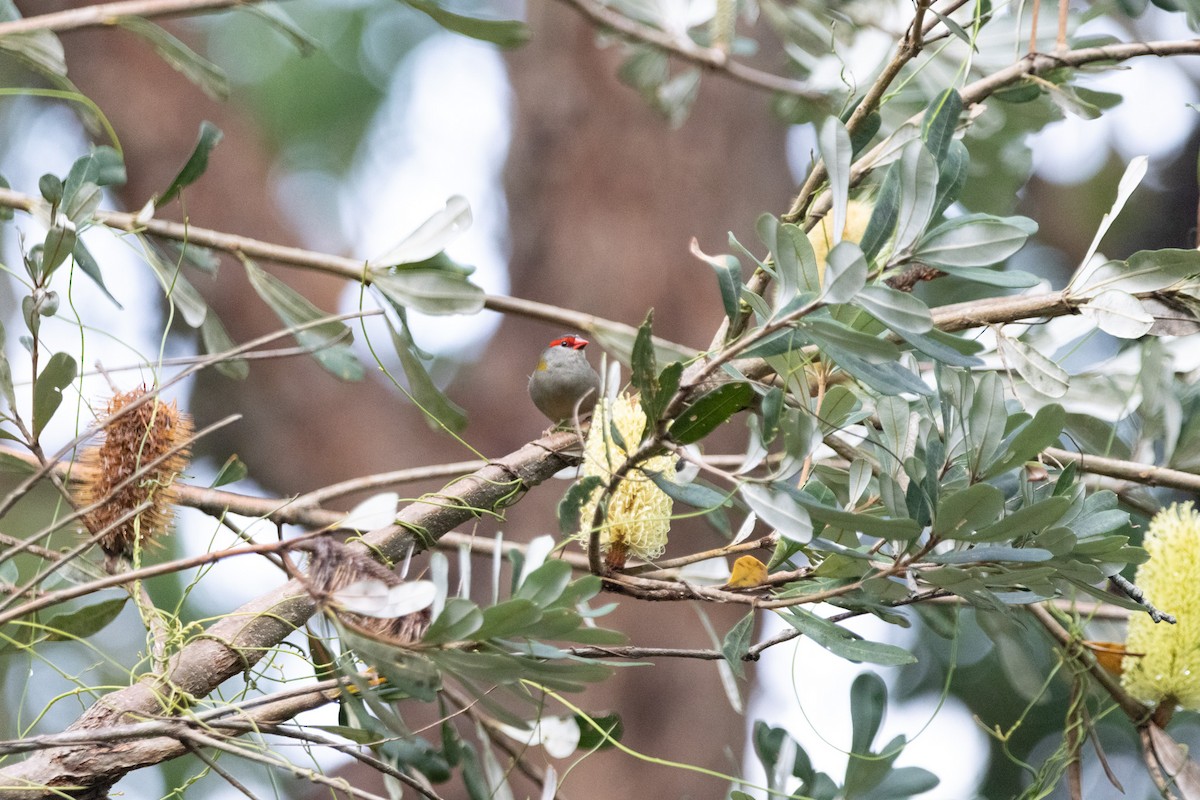 Al Kaşlı Belikınalı - ML645038285