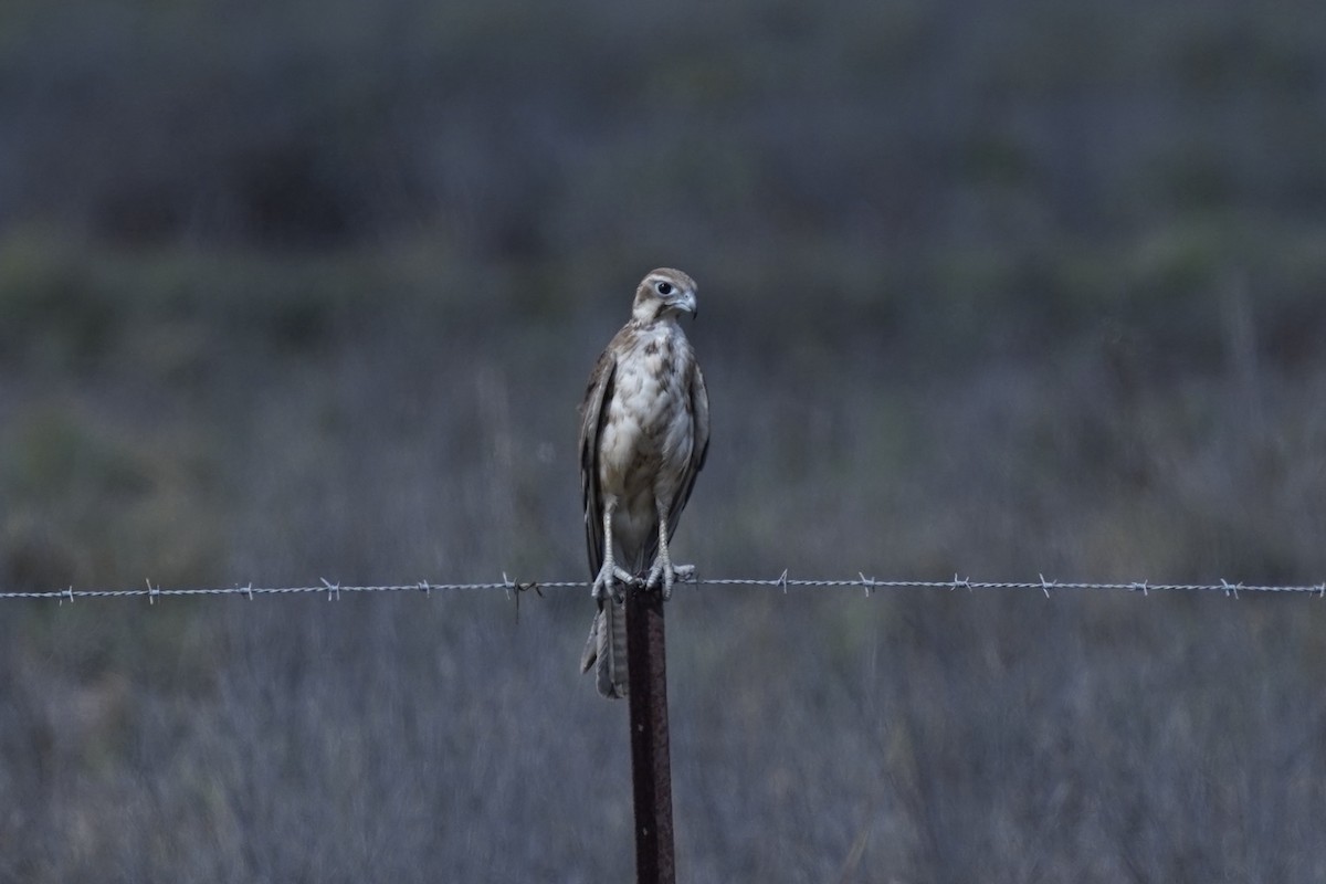 Brown Falcon - ML645038293