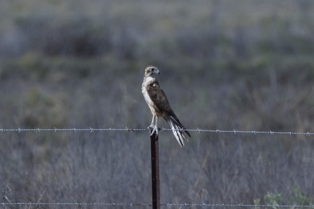 Brown Falcon - ML645038294