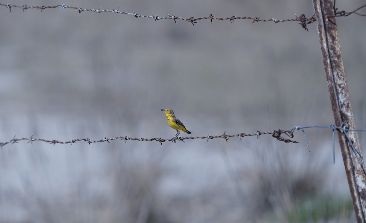 Yellow Chat - ML645038308