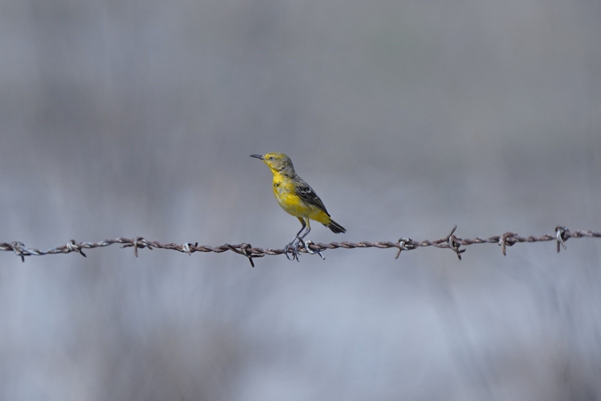Yellow Chat - ML645038309