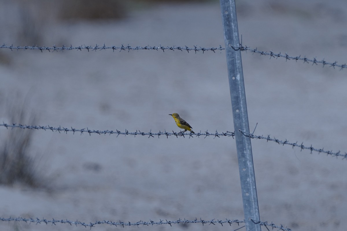 Yellow Chat - ML645038310