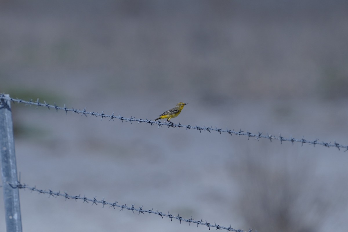 Yellow Chat - ML645038311