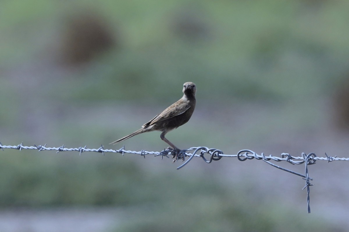 Brown Songlark - ML645038340