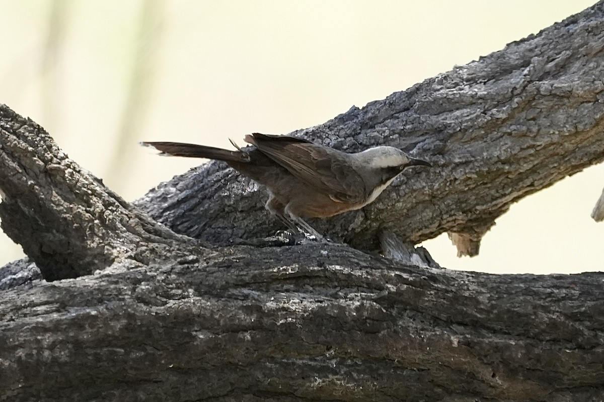 Grauscheitelsäbler - ML645038355