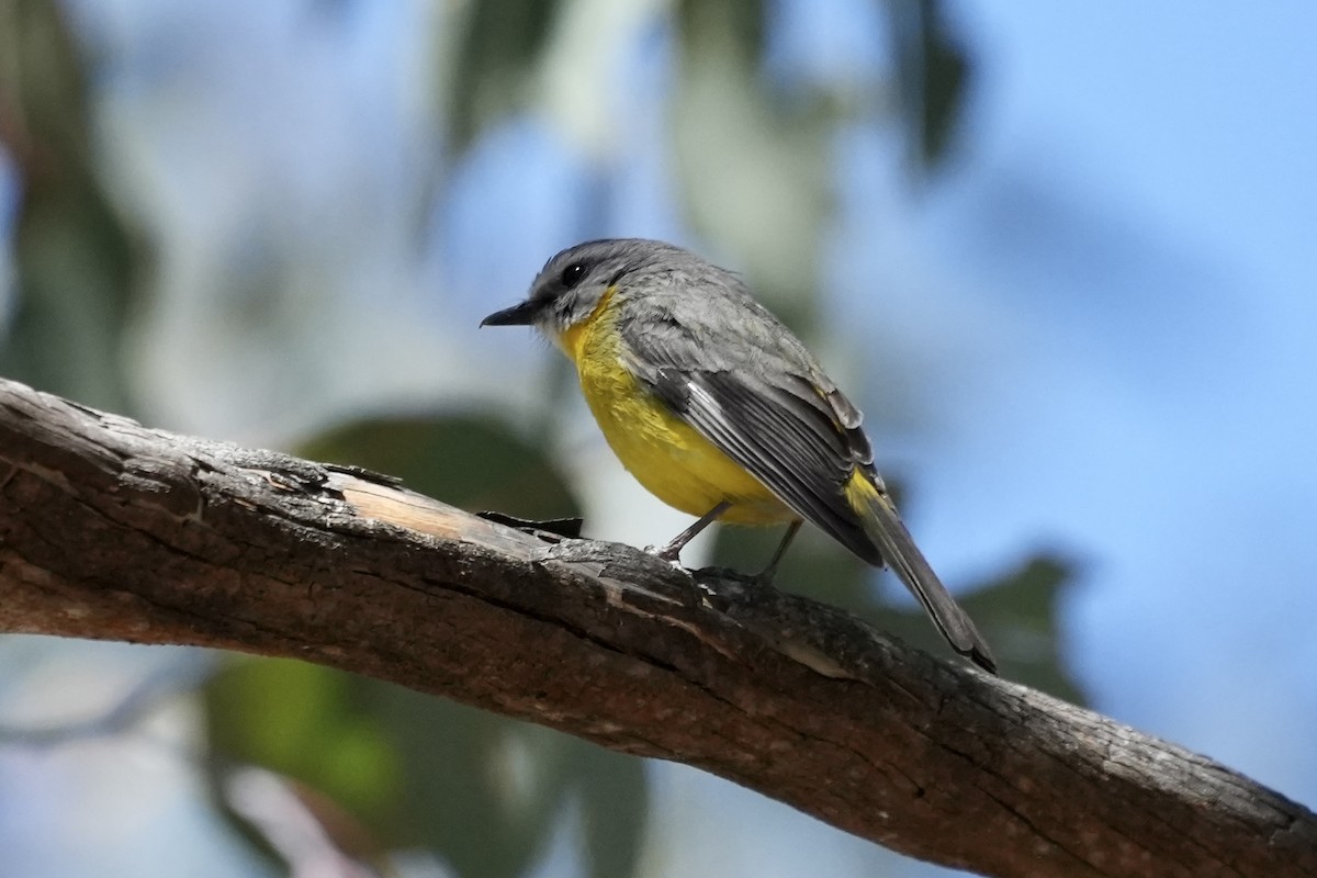 Королець жовтий - ML645038360