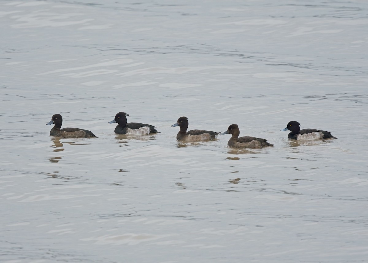 Tufted Duck - ML645038362