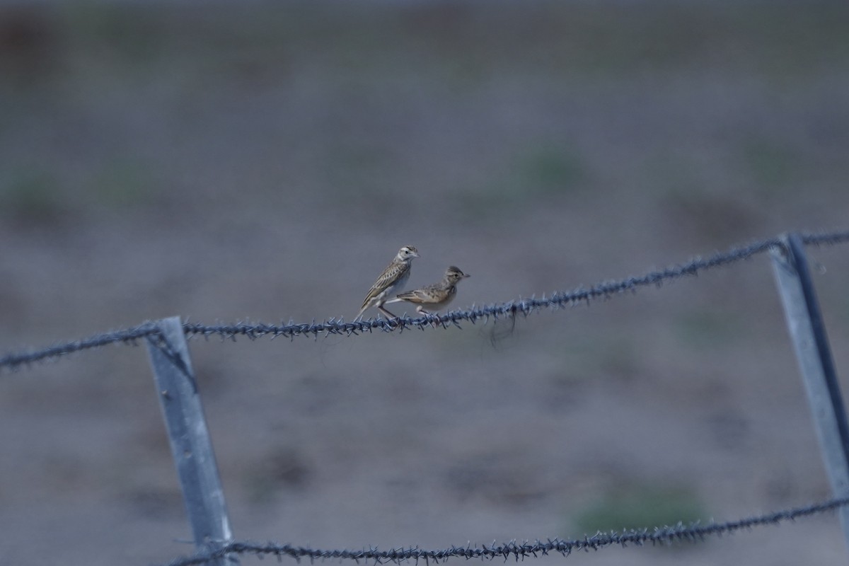 Australian Pipit - ML645038368