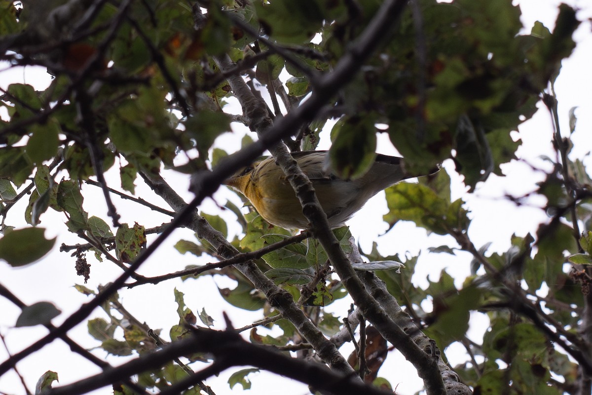 hemlokkparula - ML645038402