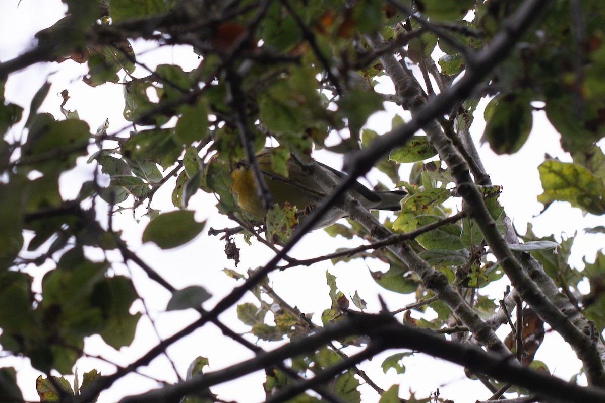 hemlokkparula - ML645038403