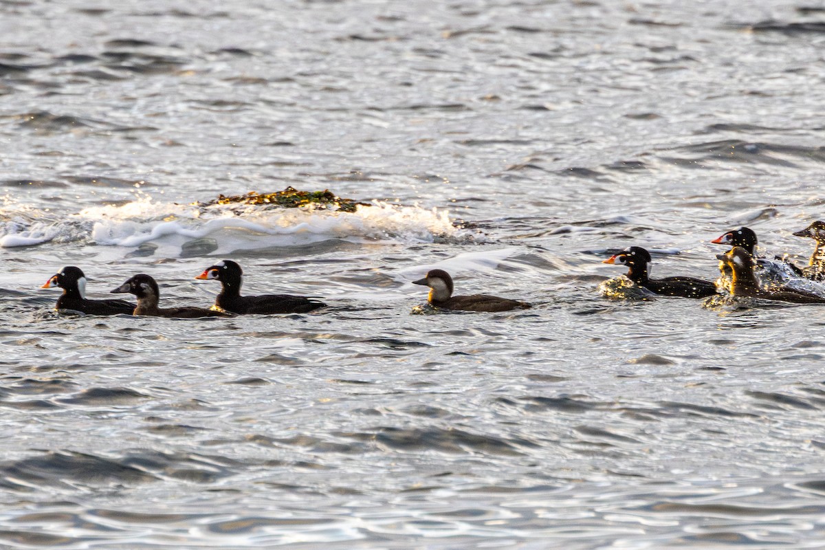Black Scoter - ML645038410