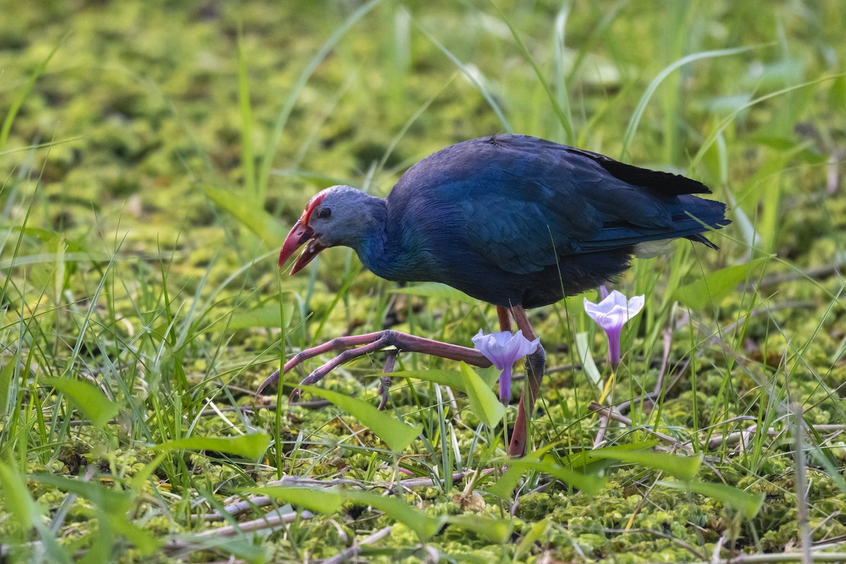Gray-headed Swamphen - ML645038417