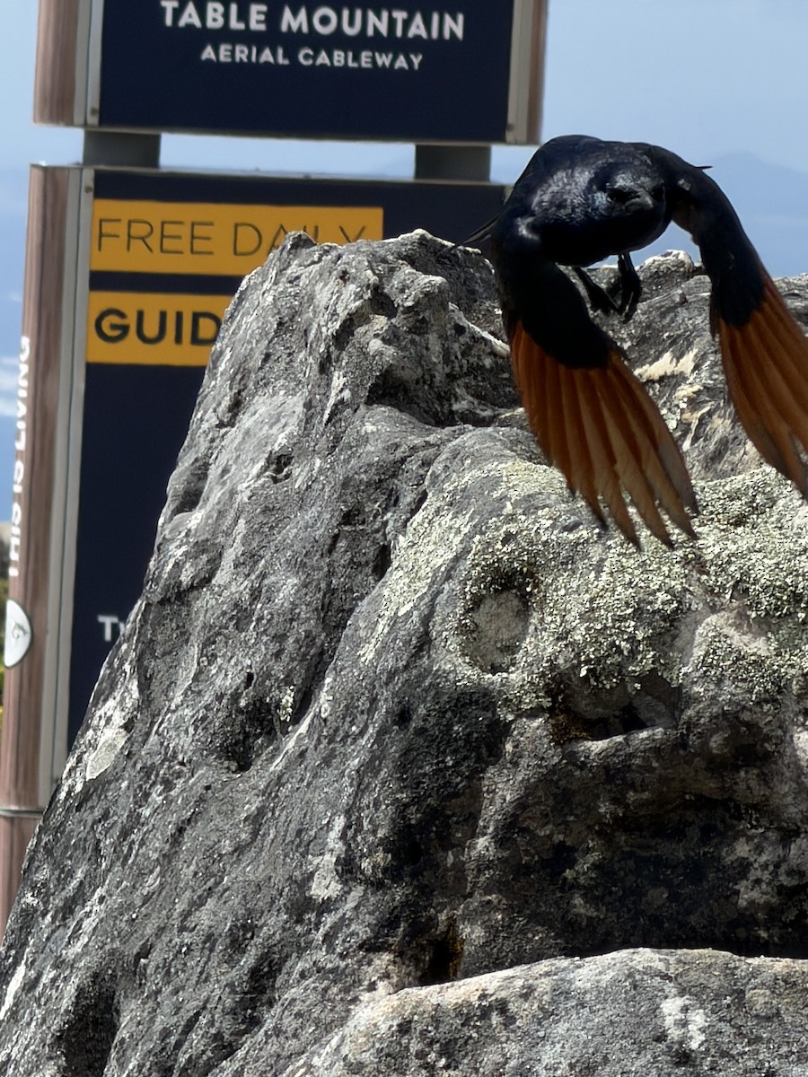 Kızılkanat - ML645038424