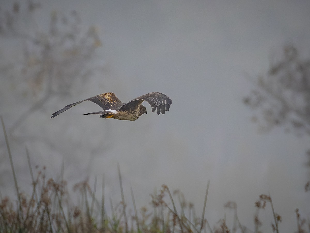 Лунь американський - ML645038433