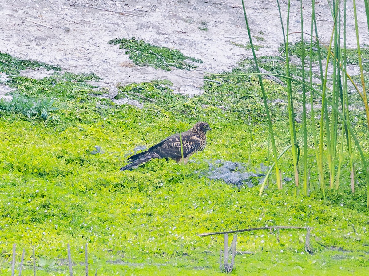 Лунь американський - ML645038434