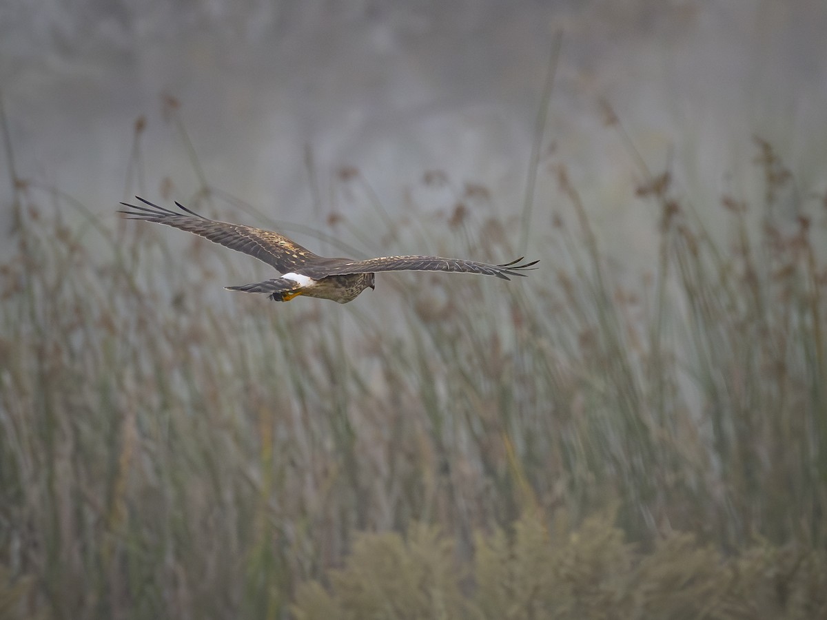 Лунь американський - ML645038435