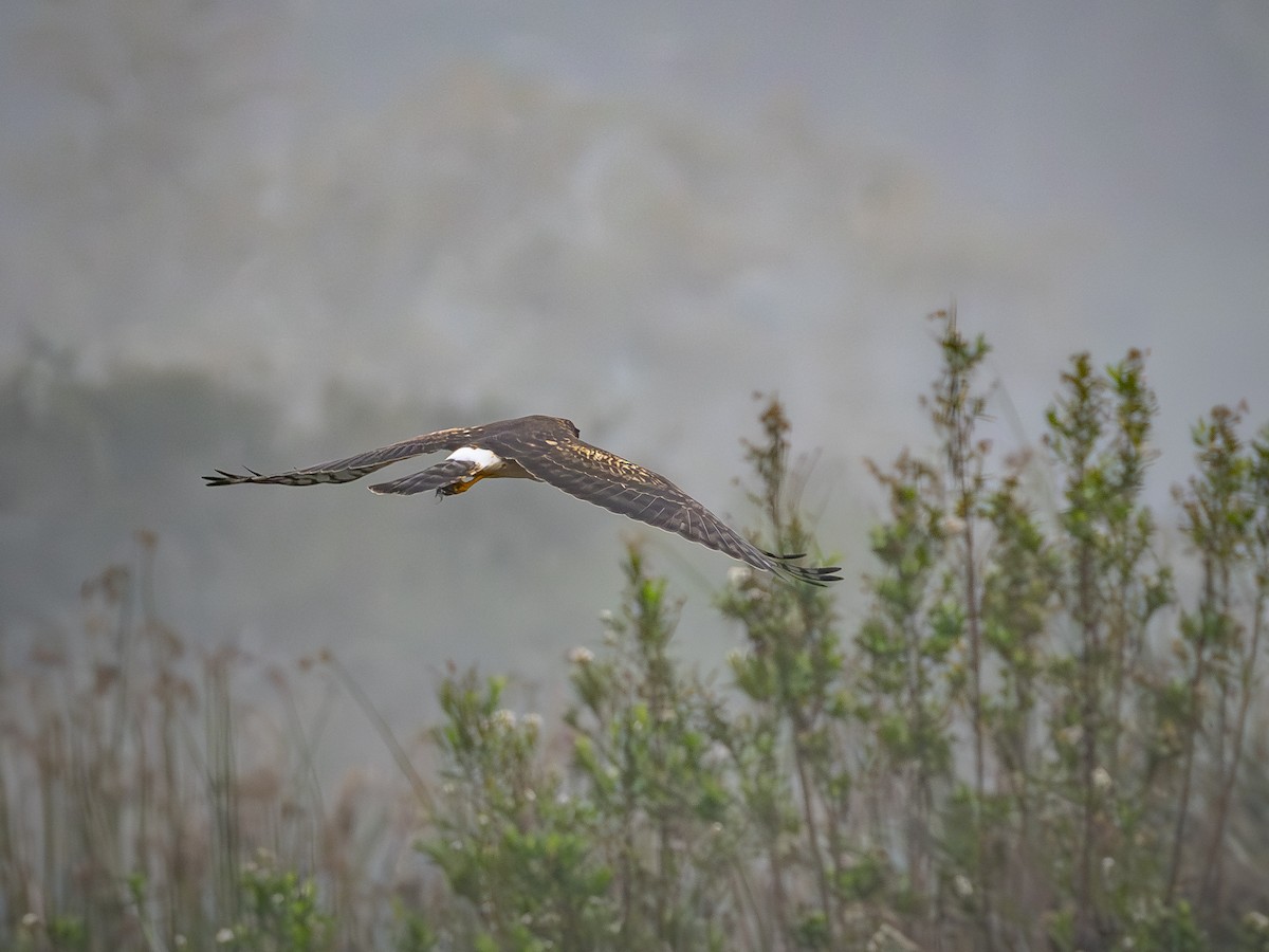 Лунь американський - ML645038436