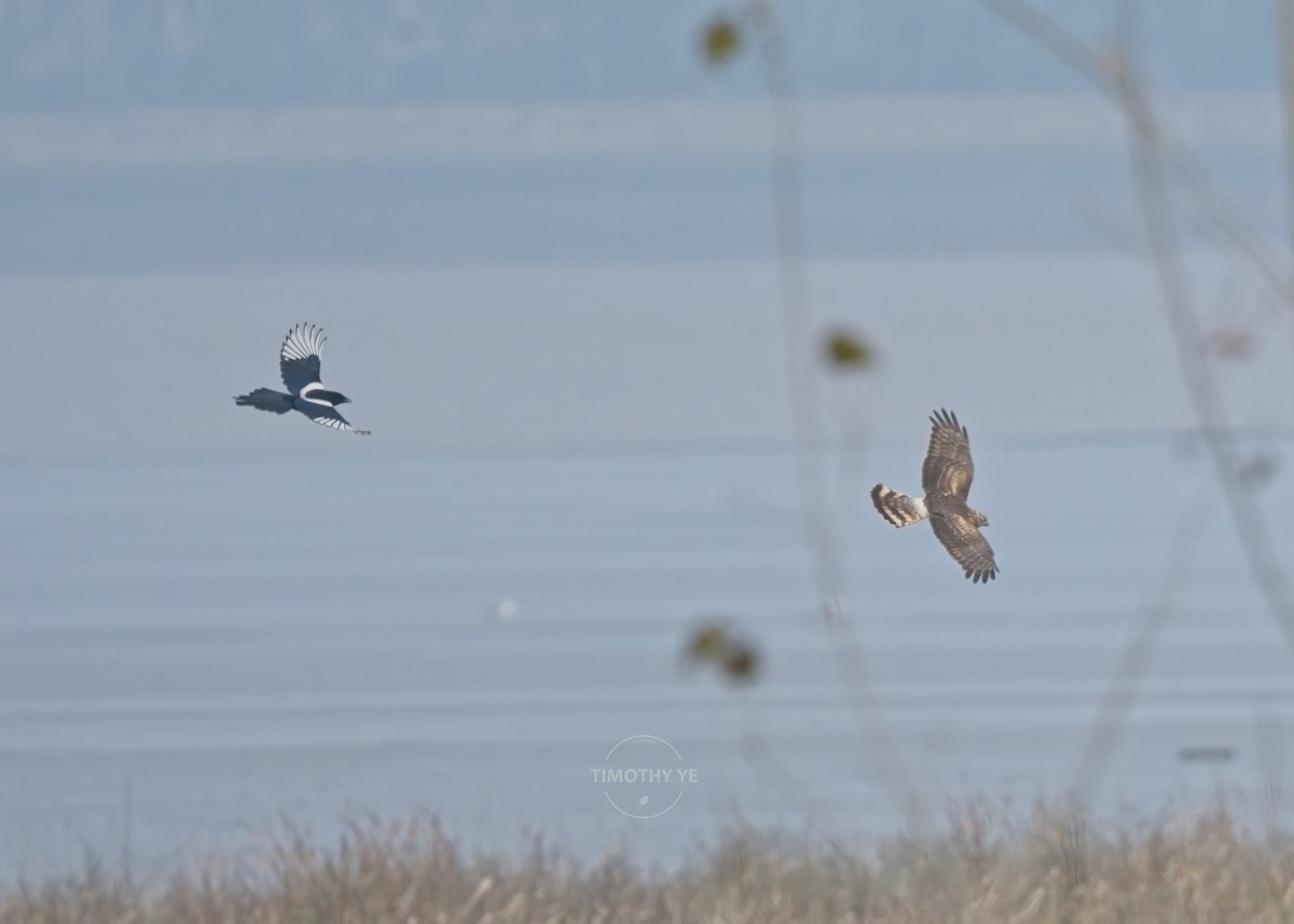 Hen Harrier - ML645038492