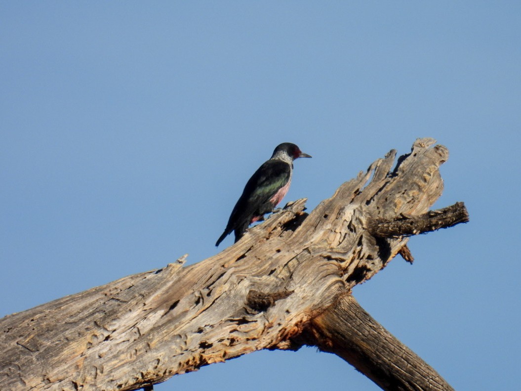 Lewis's Woodpecker - ML645038508